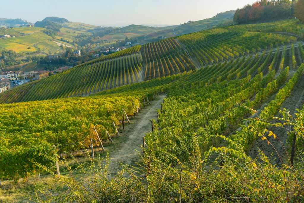 Piedmont: Lush Vineyards of Barolo